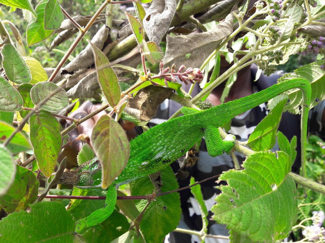 Friends of Usambara Society-卢绍托必去景点