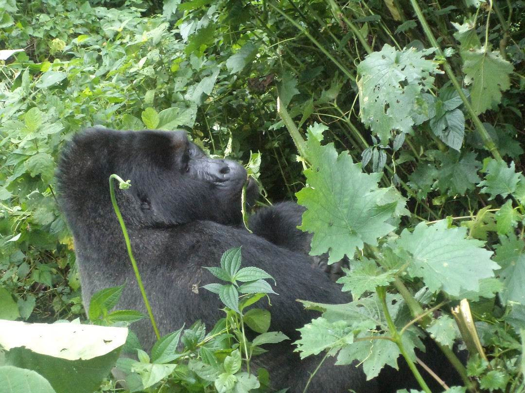 Gorillaland Safari Holidays景点图片