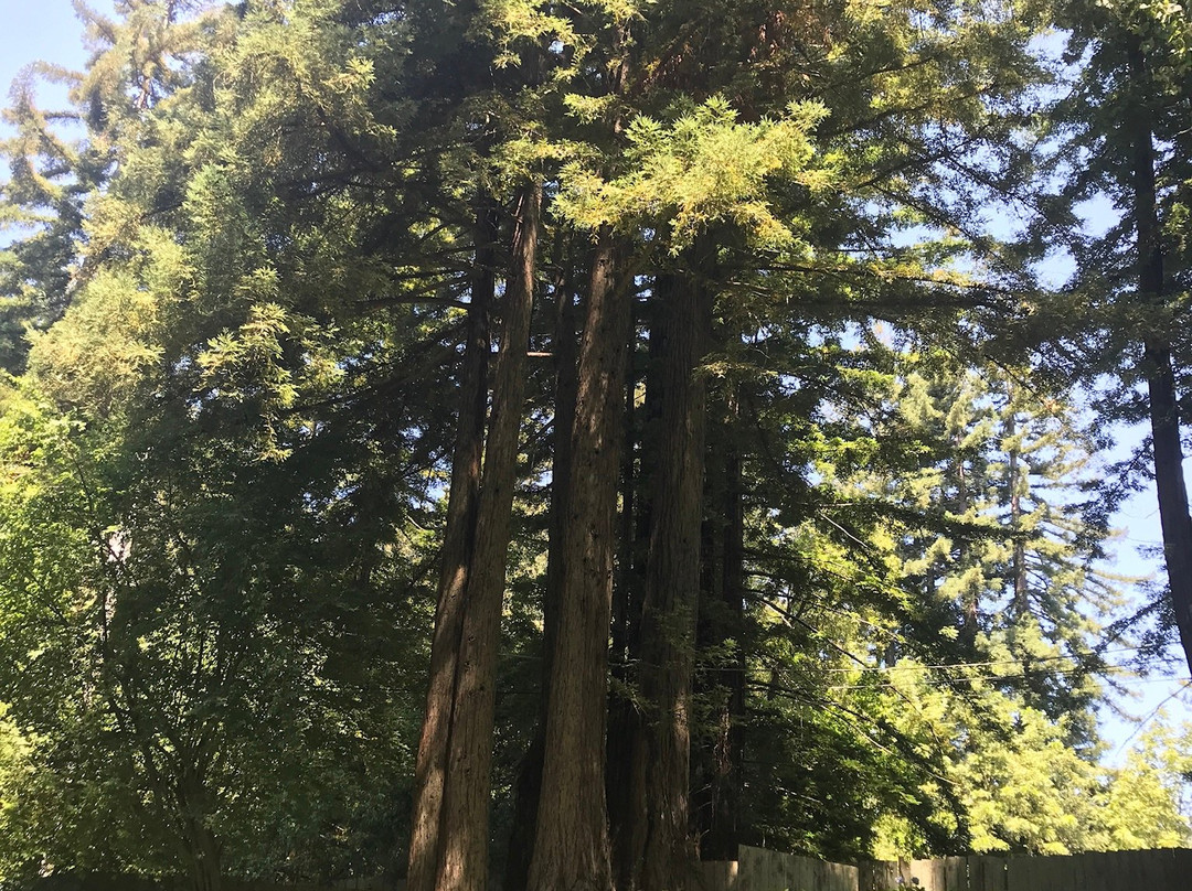 Beauregard Vineyard-圣克鲁斯必去景点