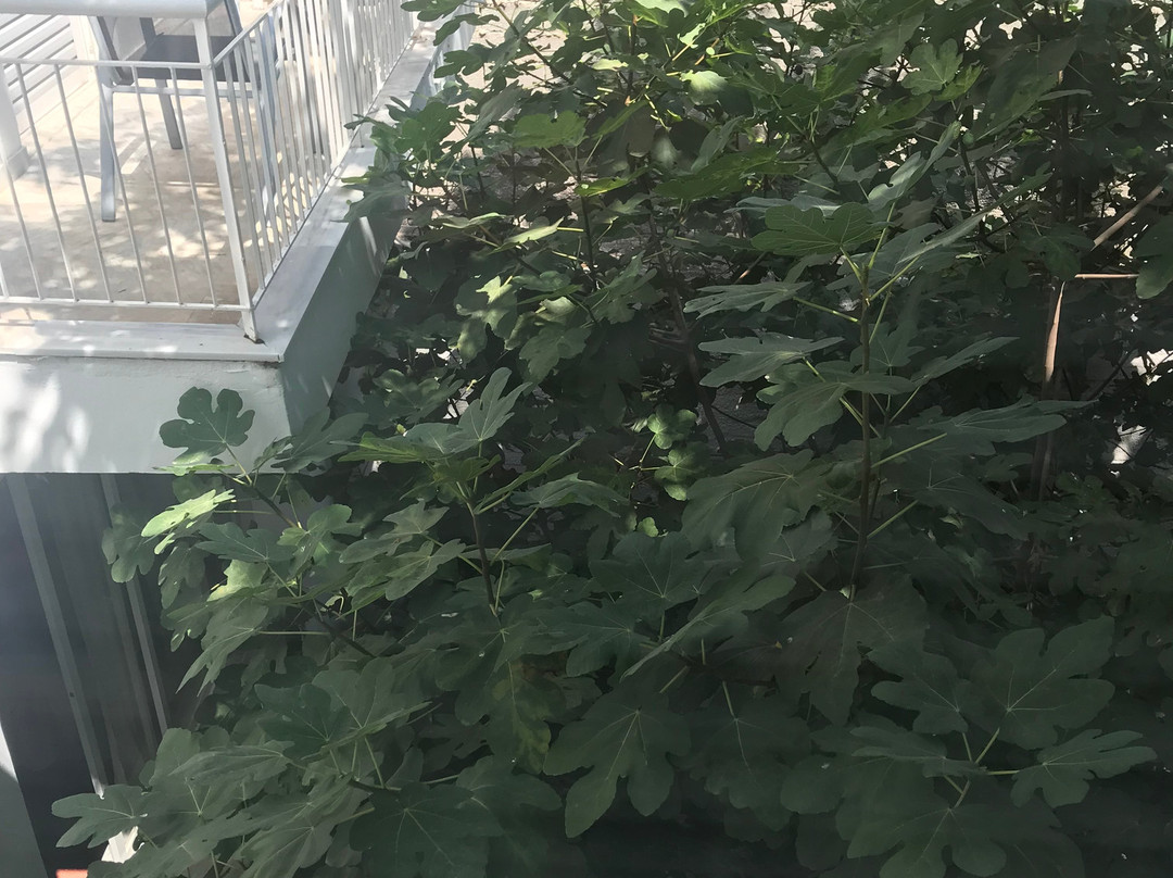 Paradiso Resort主图