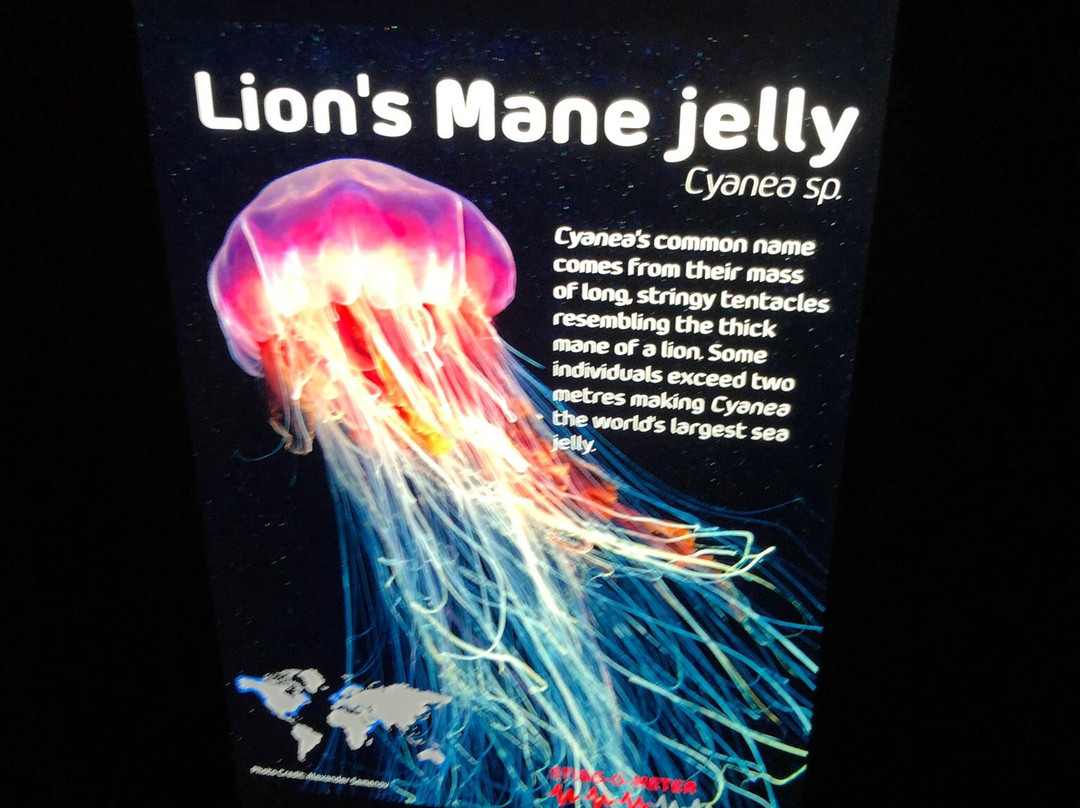 Sea Jellies Illuminated景点图片