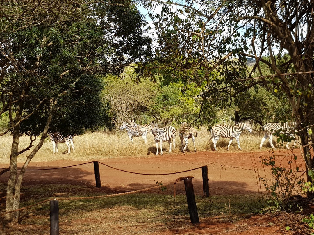 Zululand Tree Lodge主图