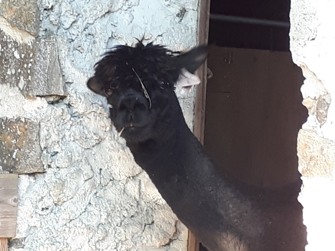 The Alpaca B&B主图