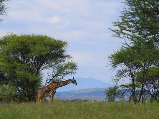 Trailblazer Safaris-阿鲁沙必去景点