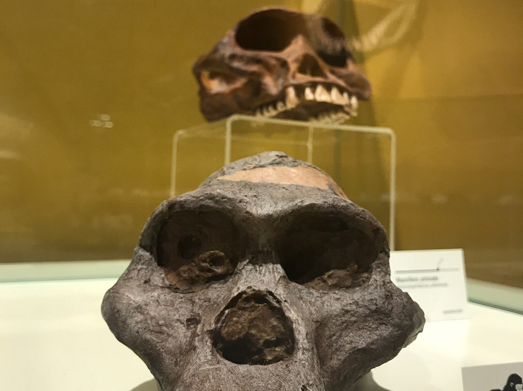 Museo Paleontologico de Elche景点图片