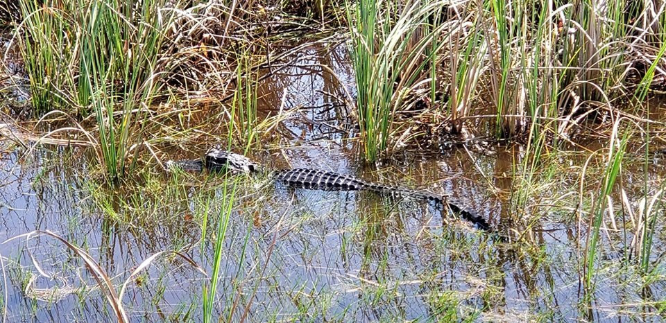 Blackwater Airboat Tours-韦斯顿必去景点