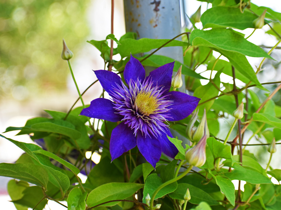 Bore旅游攻略图片