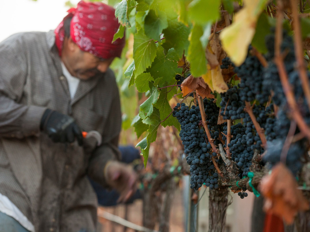 Kenefick Ranch Vineyard & Winery景点图片