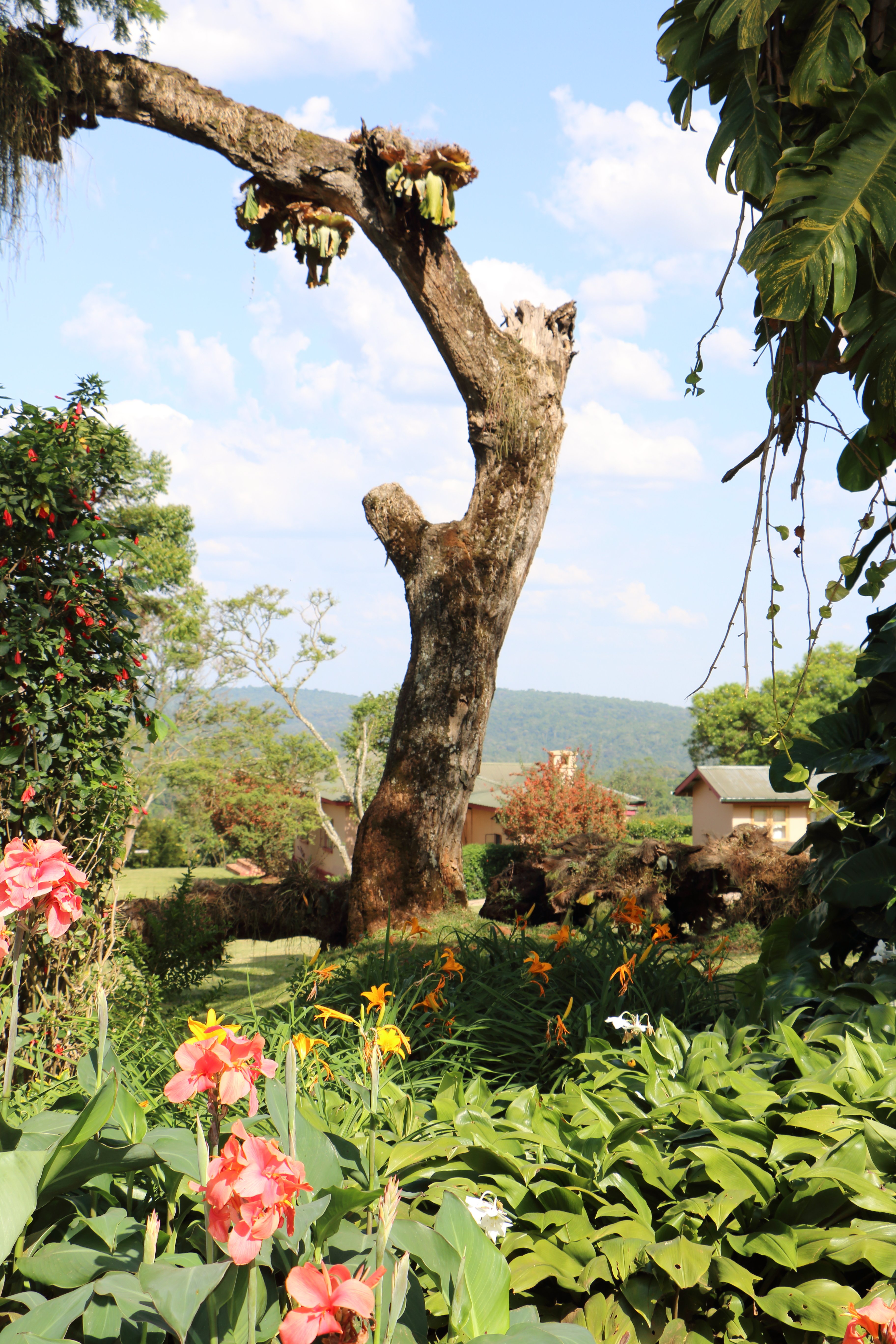 Chimpanzee Forest Lodge.-portrait
