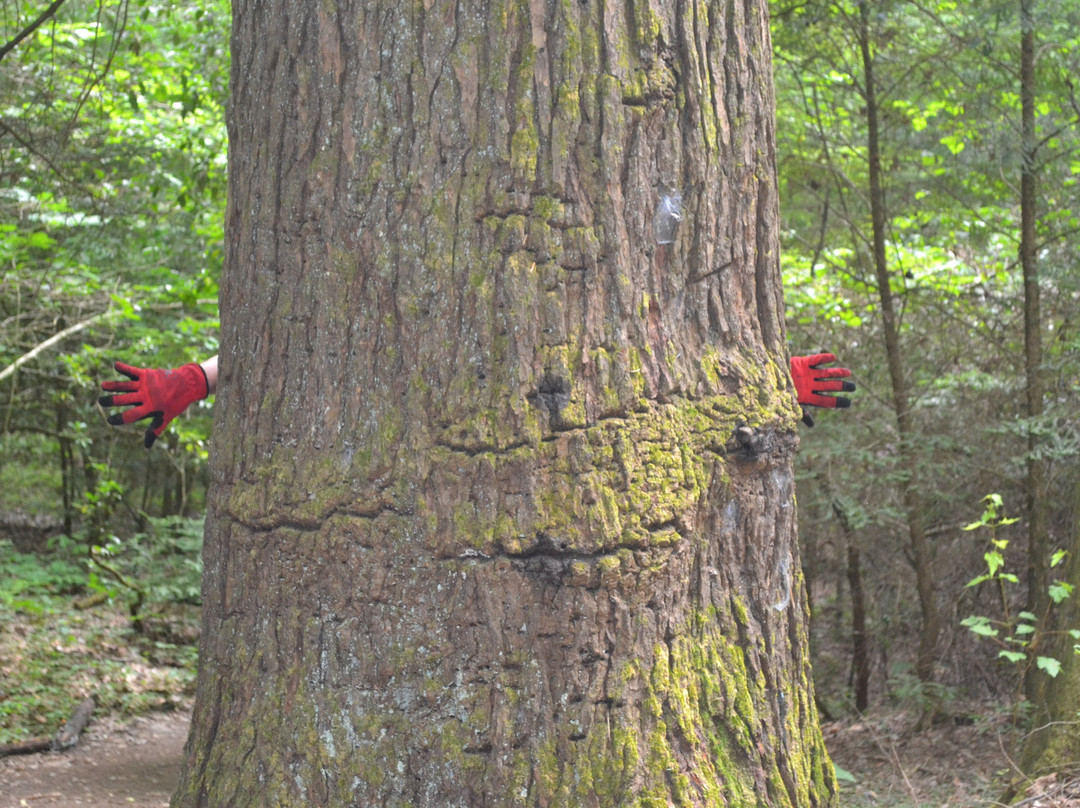 Grundy Forest Natural Area景点图片