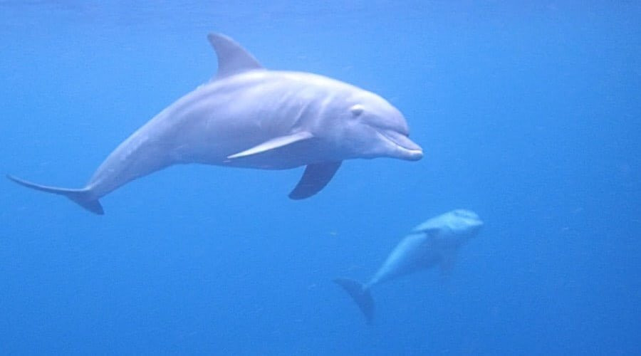 Chole Bay-马菲亚岛必去景点