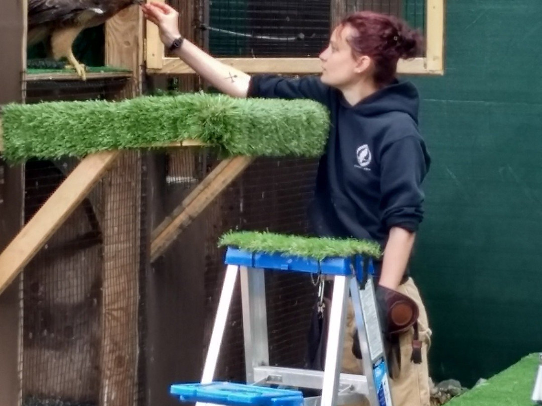 American Bald Eagle Foundation-海恩斯必去景点