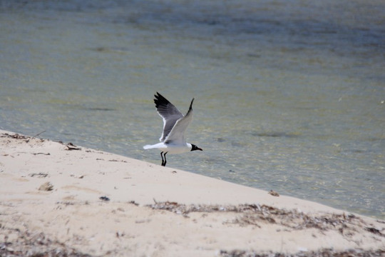 Solways Cuba-Cayo Coco必去景点