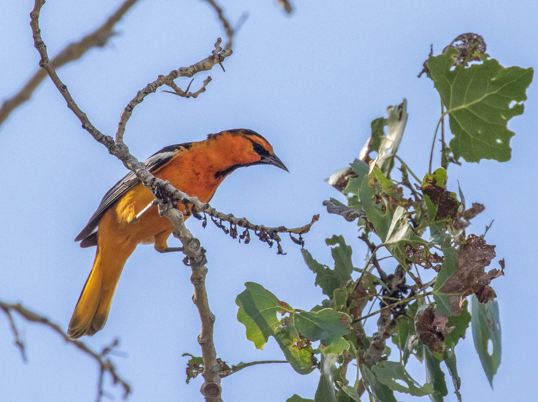 2023年12月Scott Matheson Wetlands Preserve景点攻略Scott Matheson Wetlands