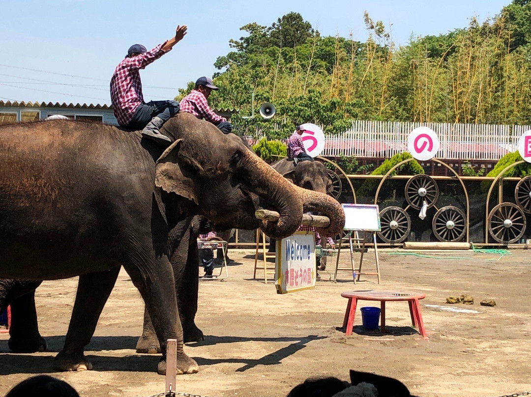 Ichihara Elephant Kingdom景点图片