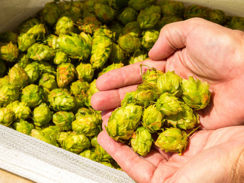 Helios Brewing-布里斯班必去景点