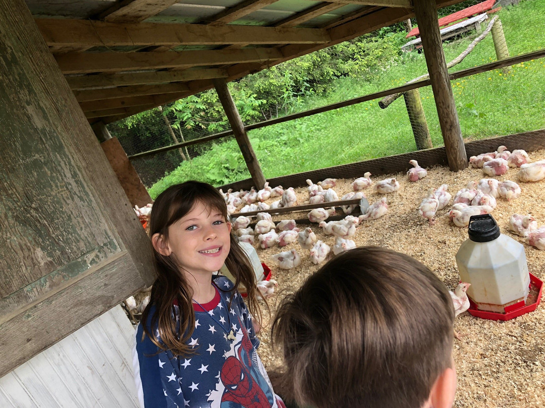 Hickory Nut Gap Farm景点图片