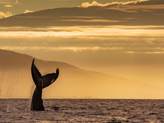 Island Star Excursions-怀露库必去景点