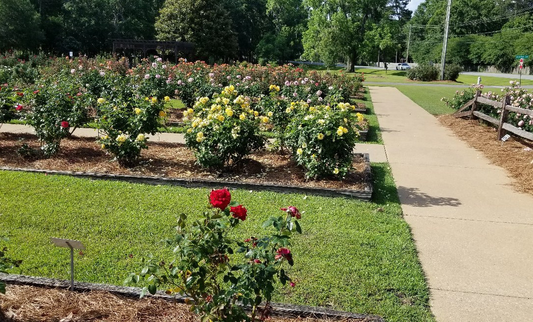 Thomasville Rose Garden景点图片