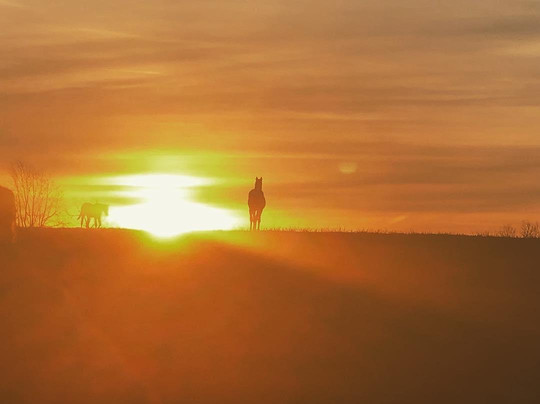 Keene Ridge Farm-列克星敦必去景点
