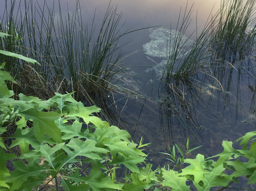 Occoquan Bay National Wildlife Refuge景点图片