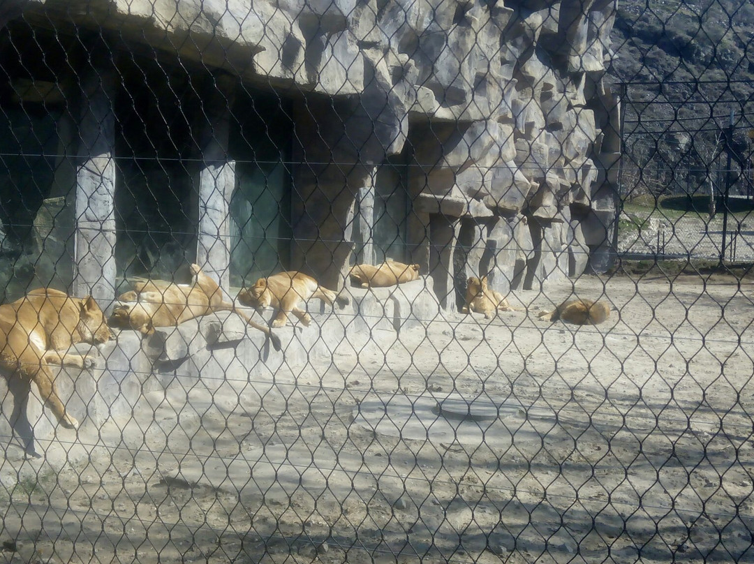 Yerevan Zoo景点图片
