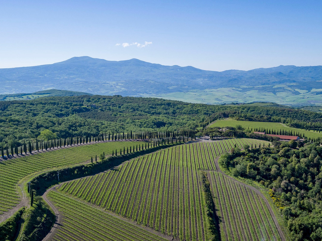 Tavernelle旅游景点-Poggio Antico Vineyards