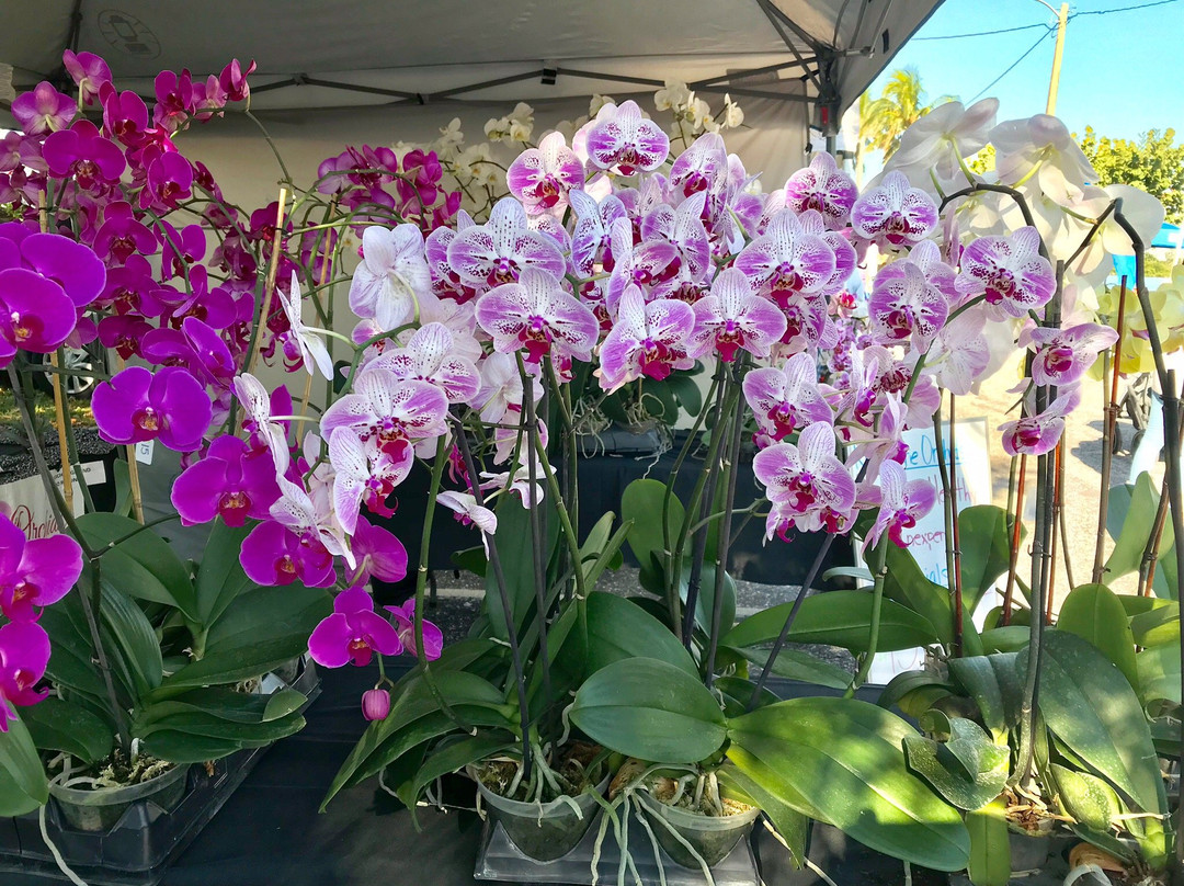 Lake Worth Farmer's Market-莱克沃思必去景点