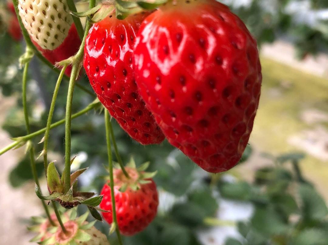 Shorenji Lake tourist Village Strawberry Garden景点图片