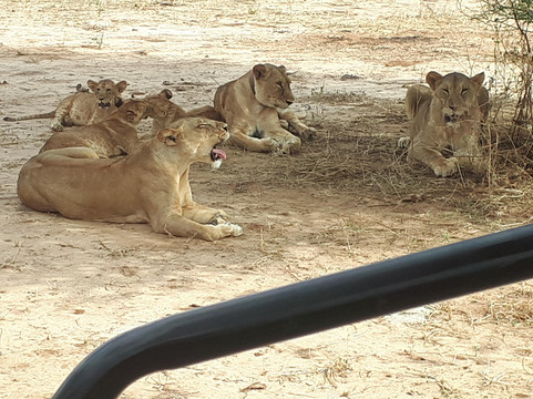 safari soles tours-阿鲁沙必去景点