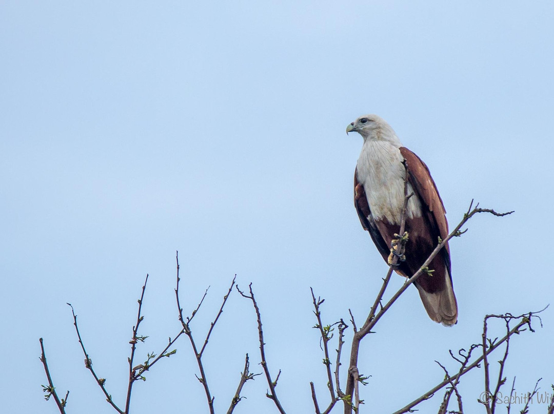 Thisaru Safari-蒂瑟默哈拉默必去景点