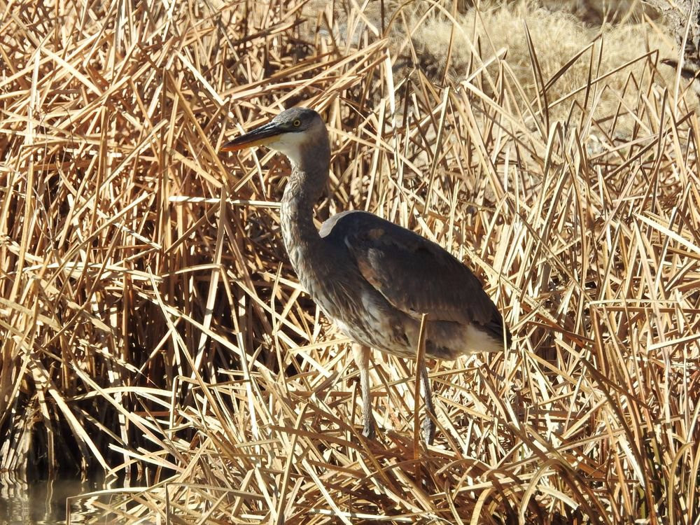 Cochise Lake-Willcox必去景点