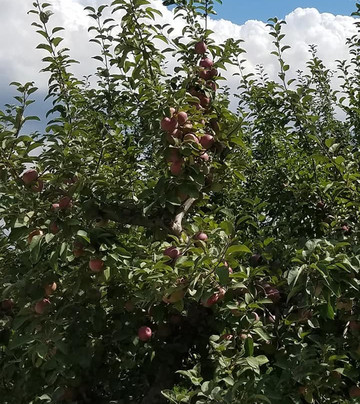 Erwin's Orchard-South Lyon必去景点