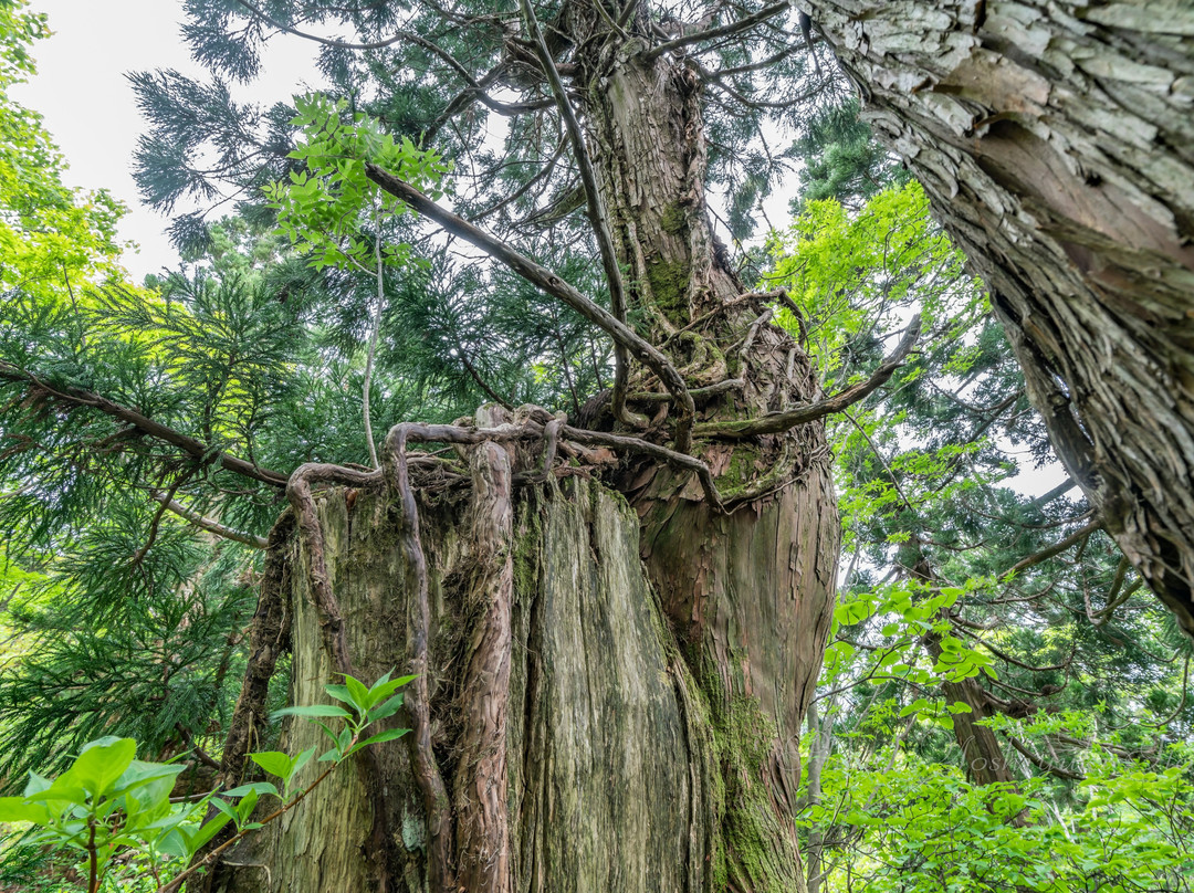 Osadoishina Natural Cedar Walking Path-佐渡市必去景点