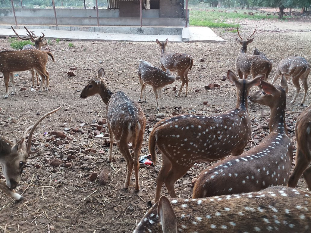 Deer Park景点图片