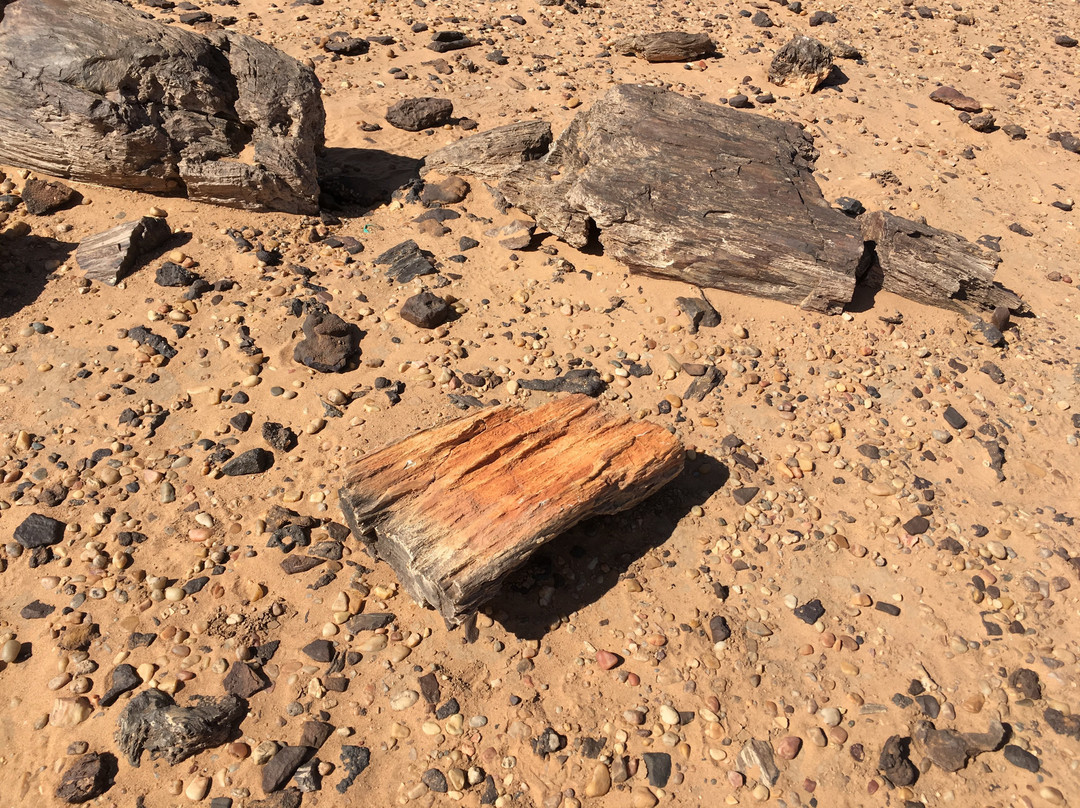 Petrified Forest-Merowe必去景点