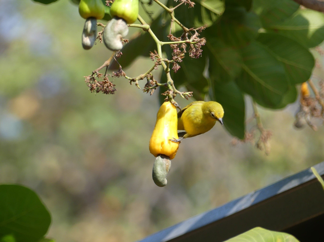 卡萨尼酒店住宿-Nxabii Cottages