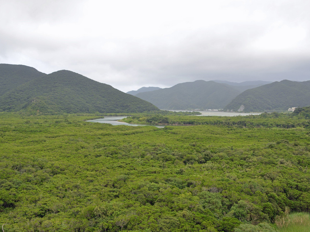 Mangrove Observatory-奄美市必去景点