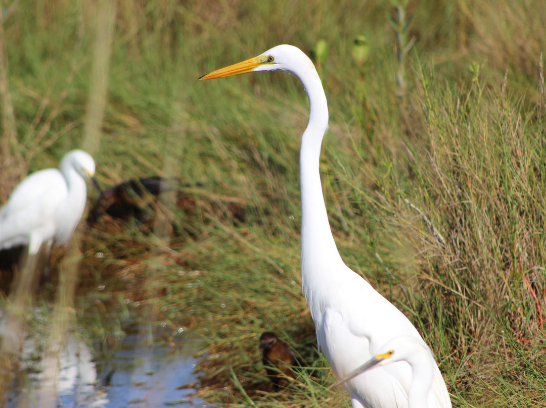 Black Point Wildlife Drive景点图片