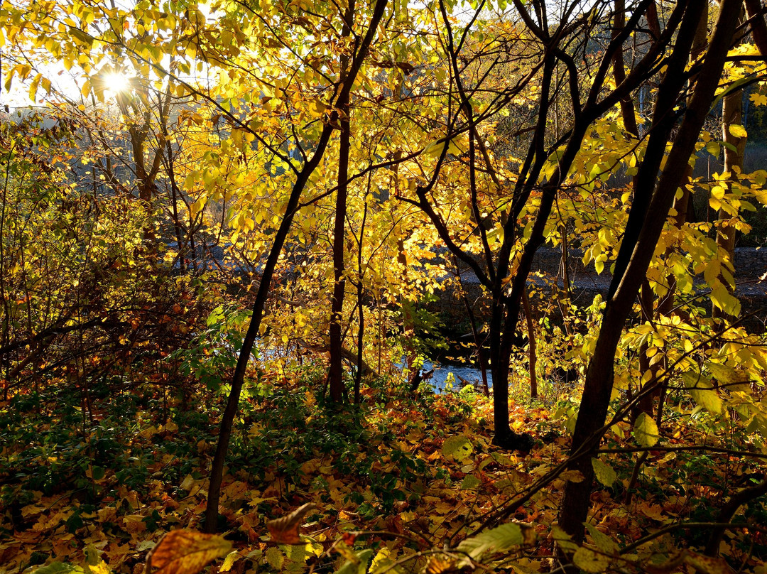 Park Valley of River Skhodnya-莫斯科必去景点
