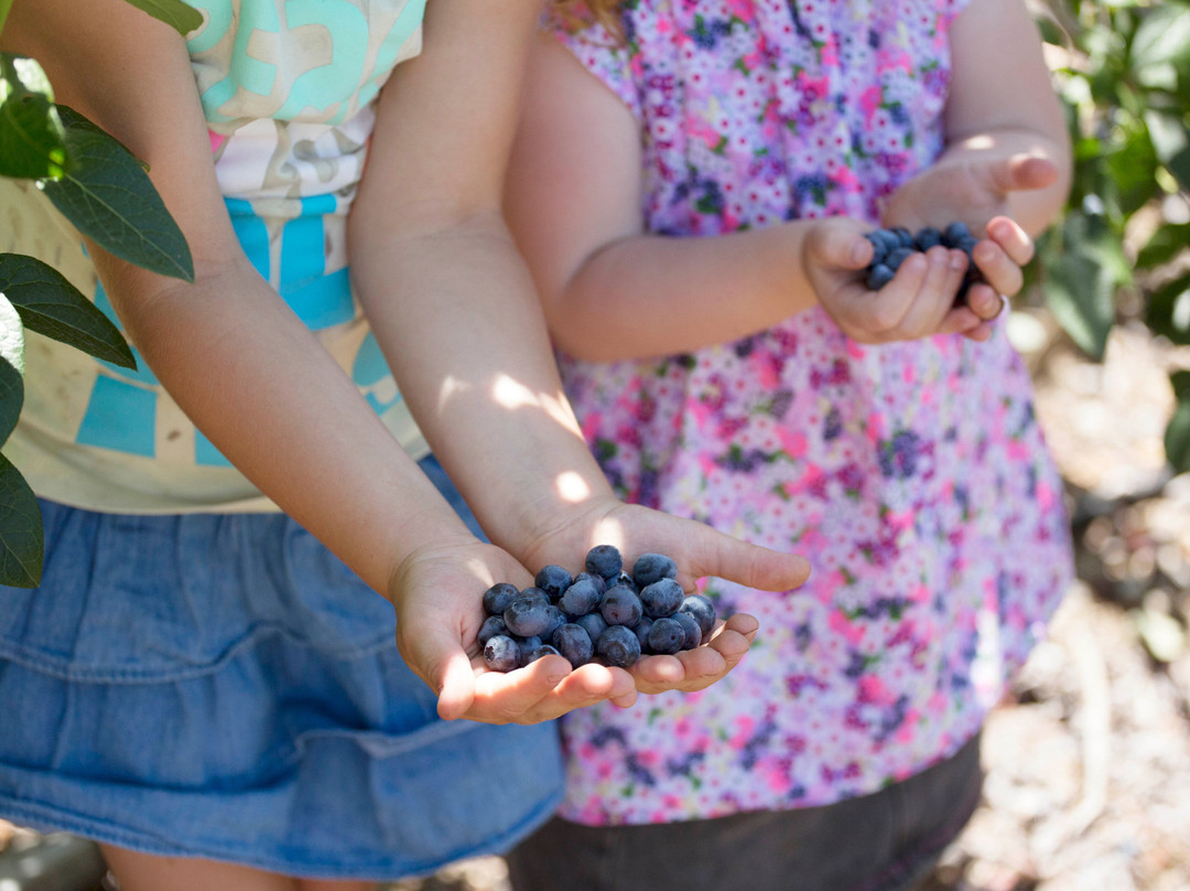 Otway Blueberries-Gellibrand必去景点