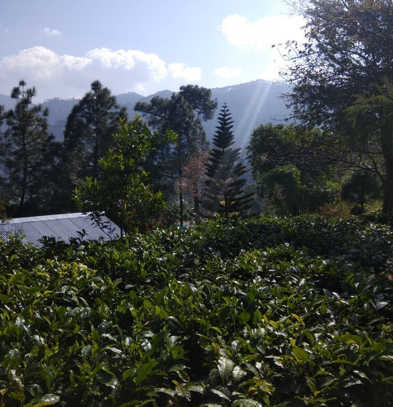 Kausani Tea Estate景点图片