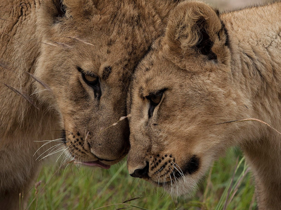 Primate Journeys Africa-恩德培必去景点