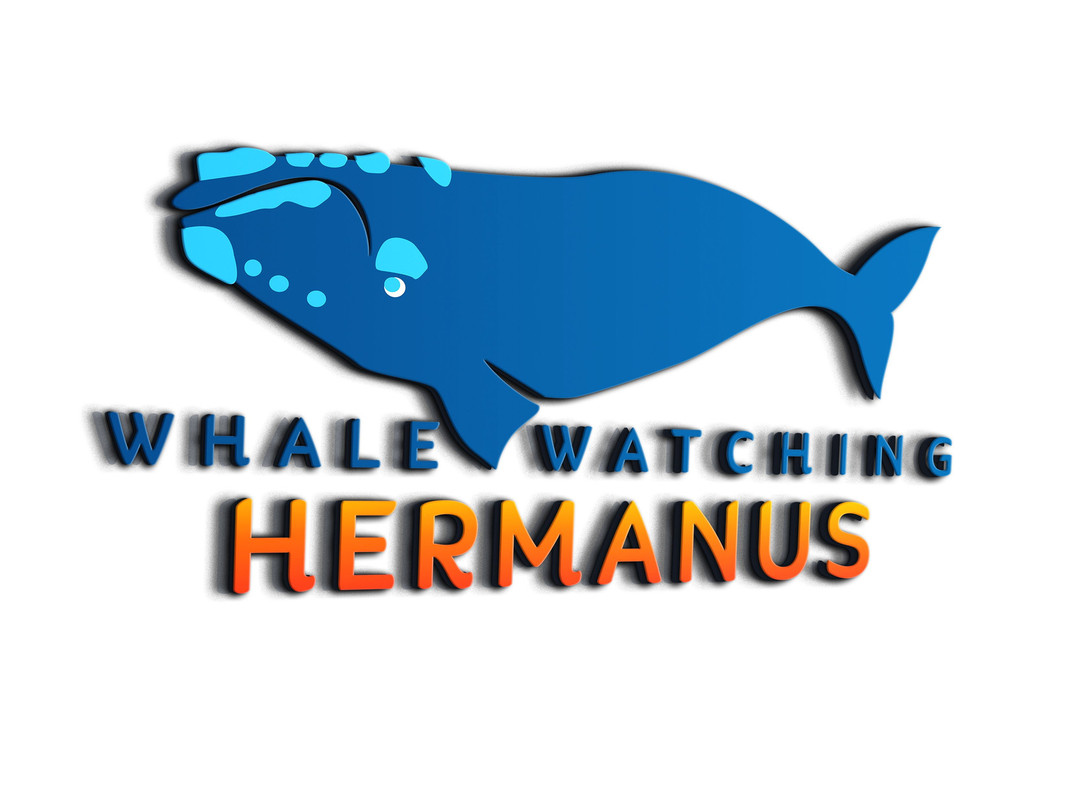 Whale Watching Hermanus-赫曼努斯必去景点