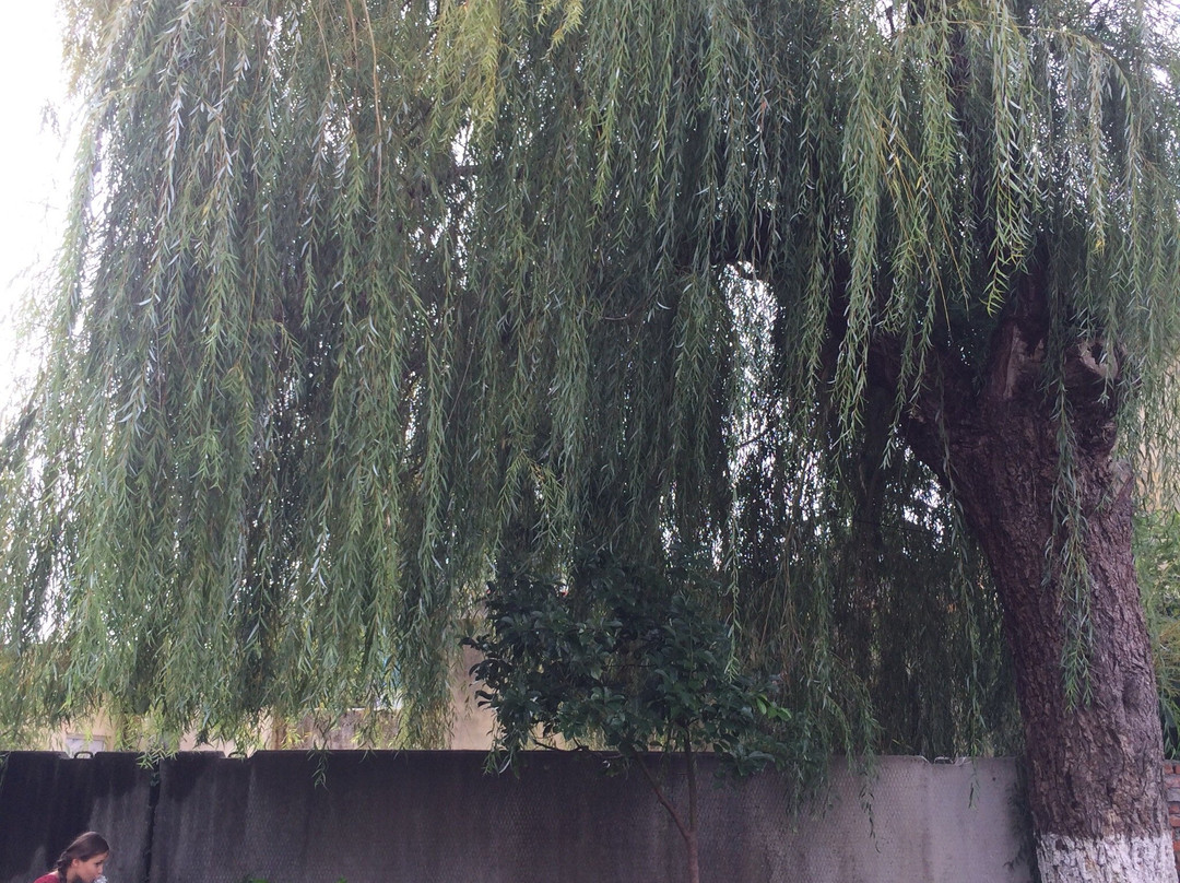Central Church-Senaki必去景点