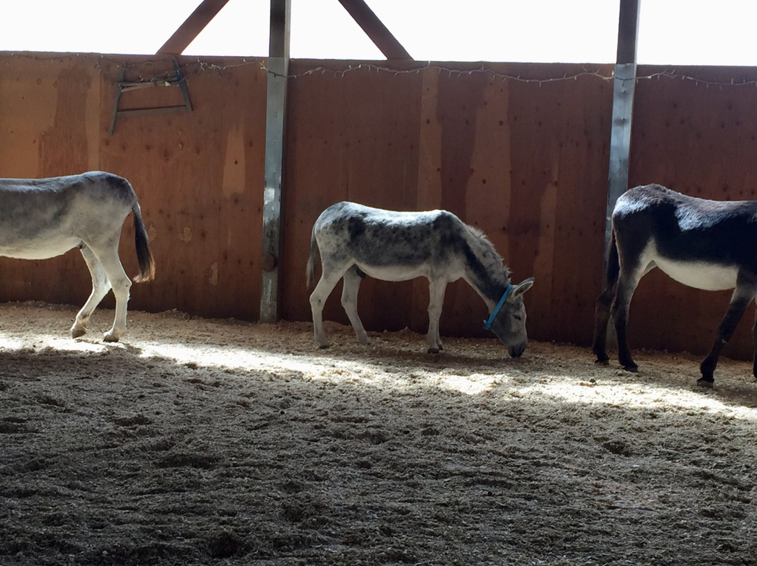 Turtle Valley Donkey Refuge-Chase必去景点