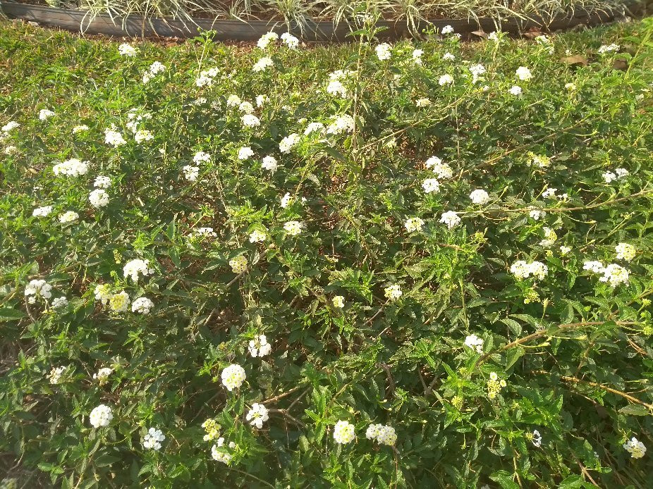 Parque do Cristo-Sertaozinho必去景点