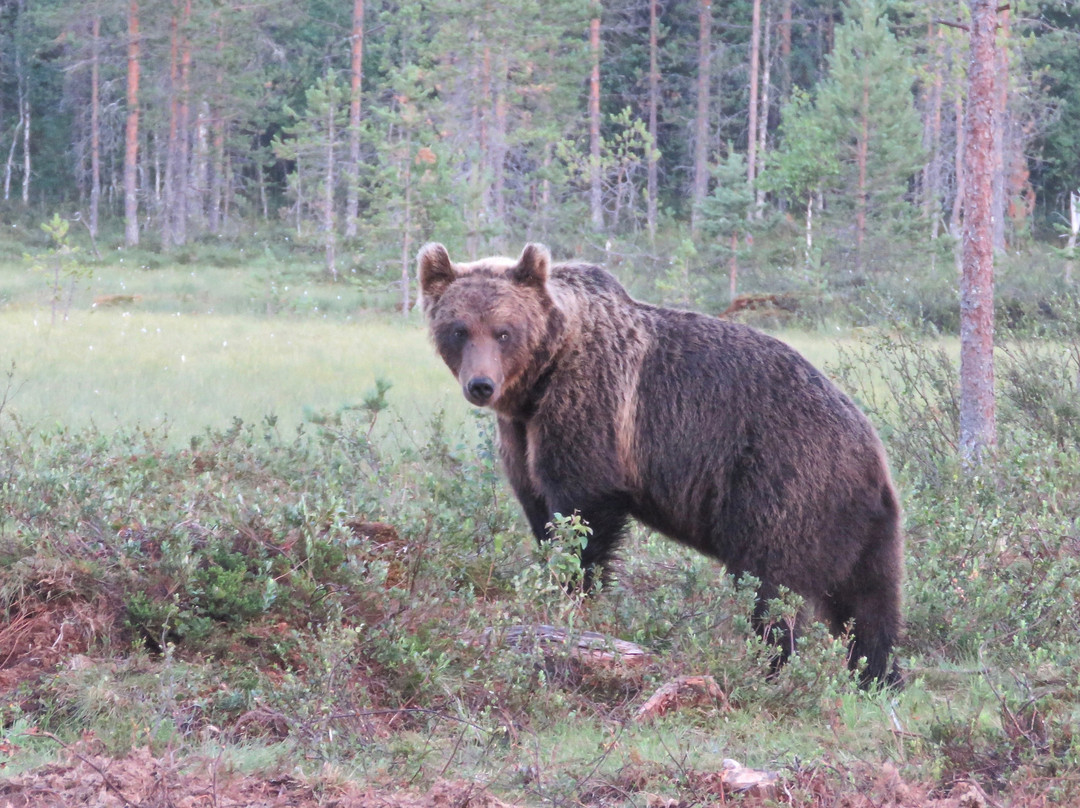 Boreal Wildlife Centre-Kuhmo必去景点