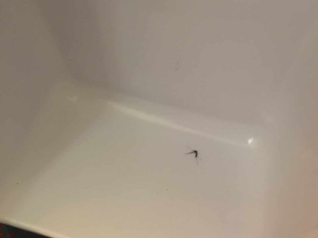 Super 8 by Wyndham Cresco IA主图