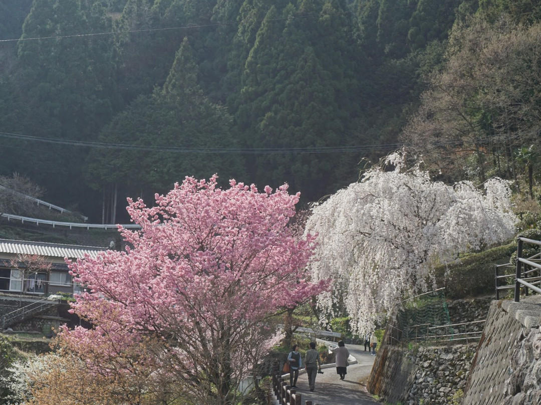 Oishike's Weeping Cherry Blossoms-仁淀川町必去景点